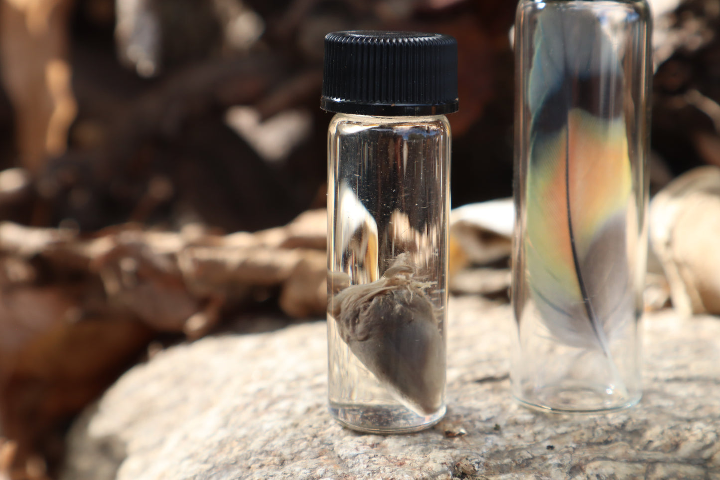 Lovebird Heart Wet Specimen and Feather