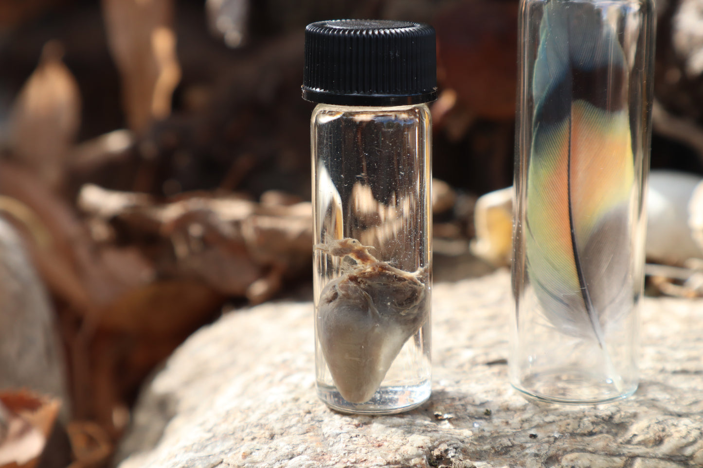 Lovebird Heart Wet Specimen and Feather