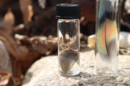 Lovebird Heart Wet Specimen and Feather
