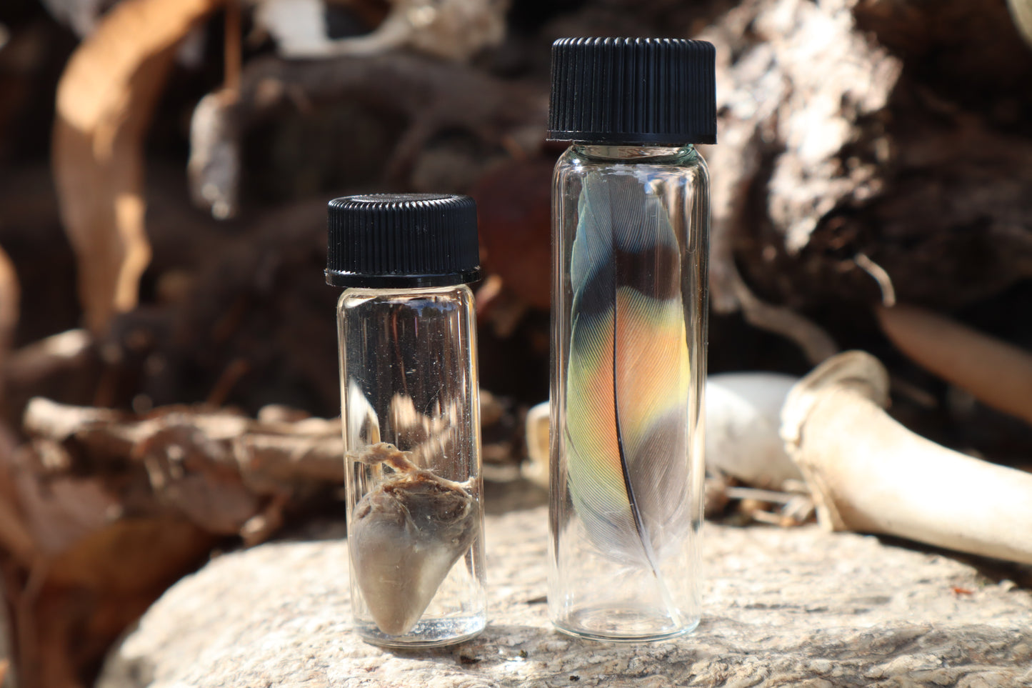 Lovebird Heart Wet Specimen and Feather