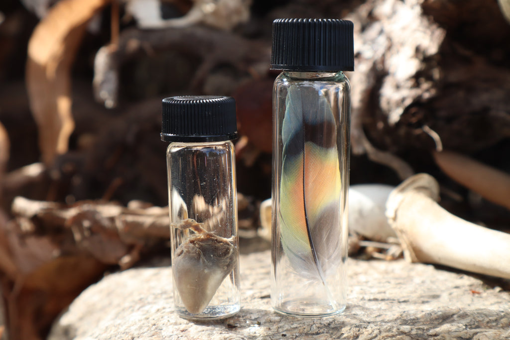 Lovebird Heart Wet Specimen and Feather