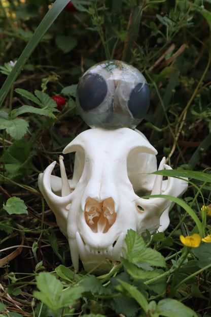 Bobcat Skull and Their Eyes