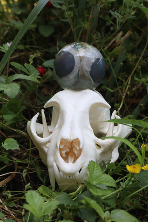 Bobcat Skull and Their Eyes