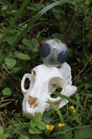 Bobcat Skull and Their Eyes