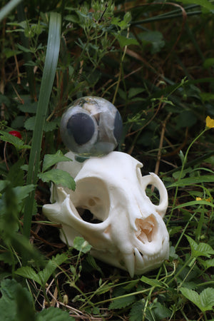 Bobcat Skull and Their Eyes