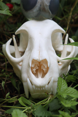 Bobcat Skull and Their Eyes