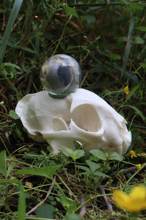 Bobcat Skull and Their Eyes
