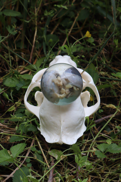 Bobcat Skull and Their Eyes