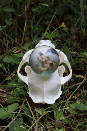 Bobcat Skull and Their Eyes