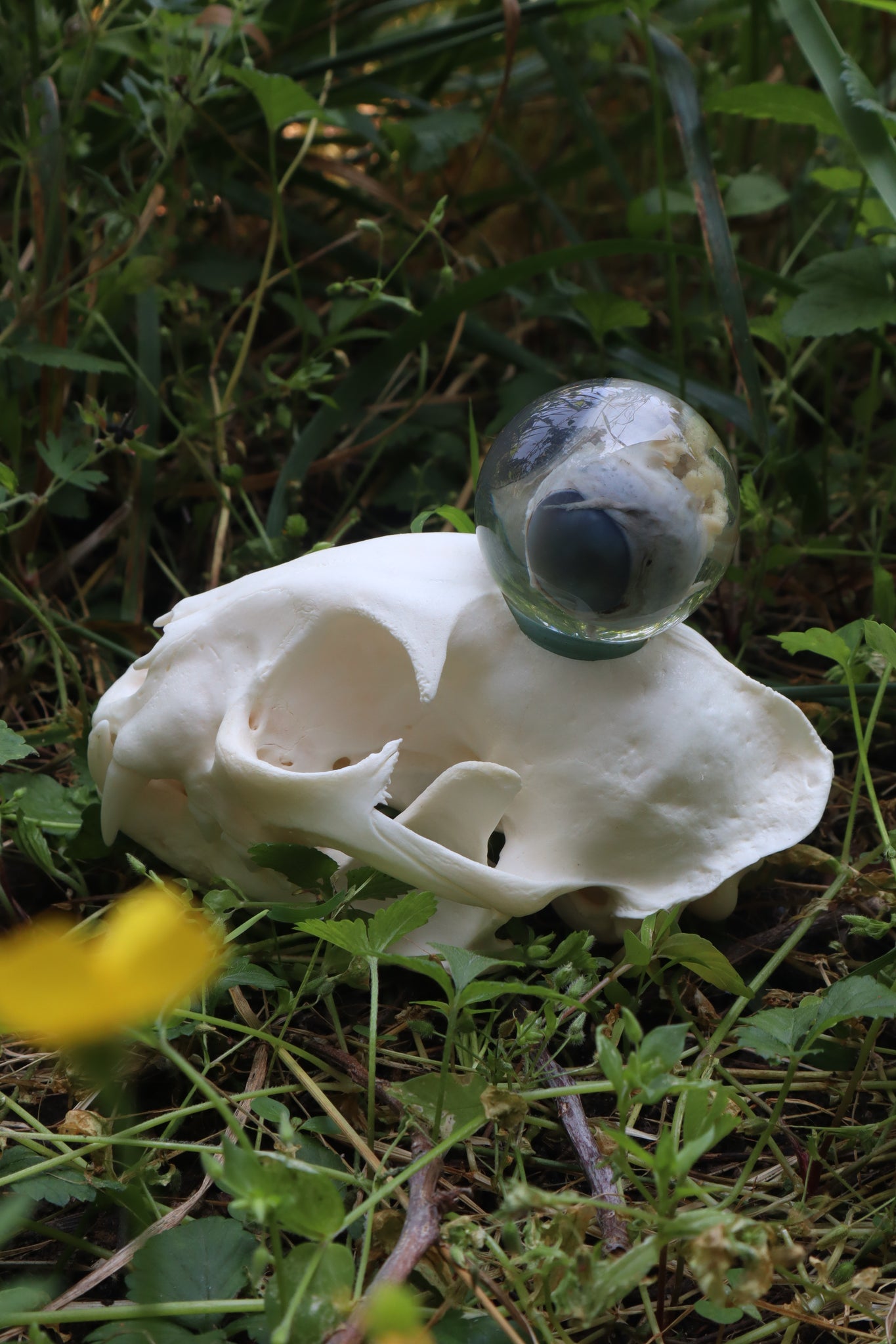 Bobcat Skull and Their Eyes
