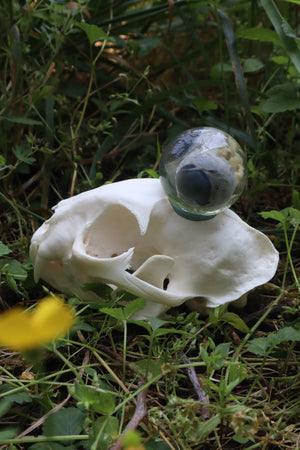 Bobcat Skull and Their Eyes