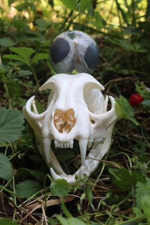 Bobcat Skull and Their Eyes
