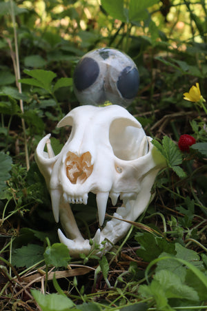 Bobcat Skull and Their Eyes