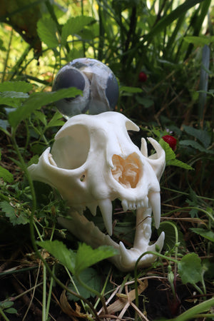 Bobcat Skull and Their Eyes