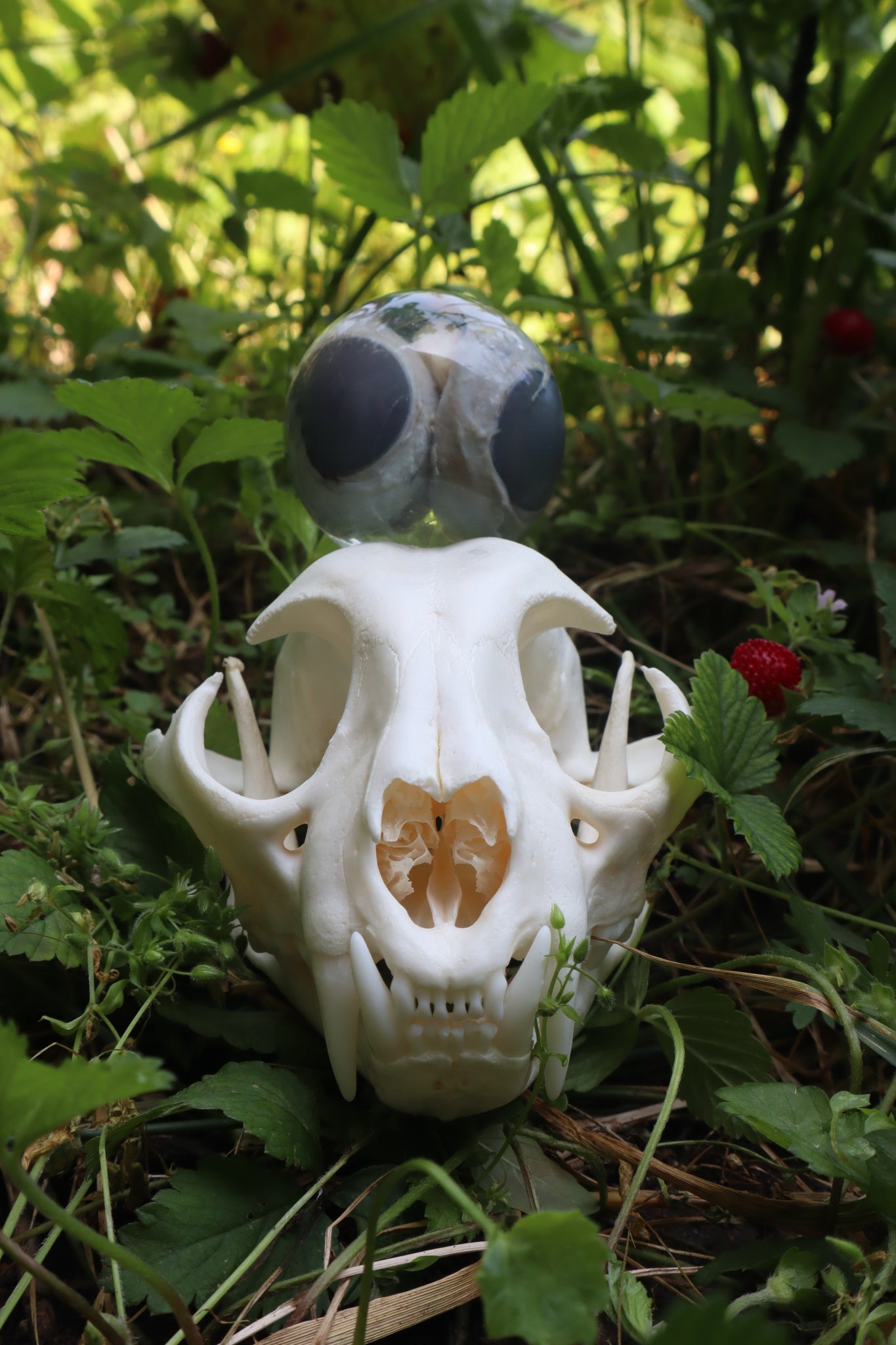 Bobcat Skull and Their Eyes