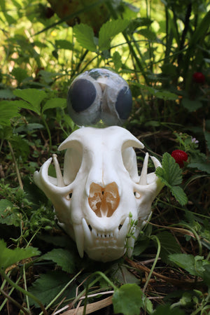 Bobcat Skull and Their Eyes