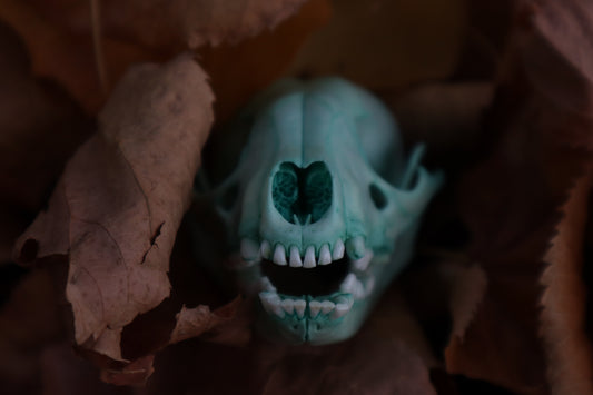 Blue Copper Juvenile Raccoon Skull