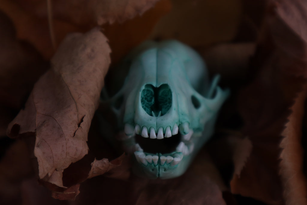 Blue Copper Juvenile Raccoon Skull