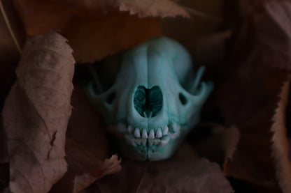 Blue Copper Juvenile Raccoon Skull