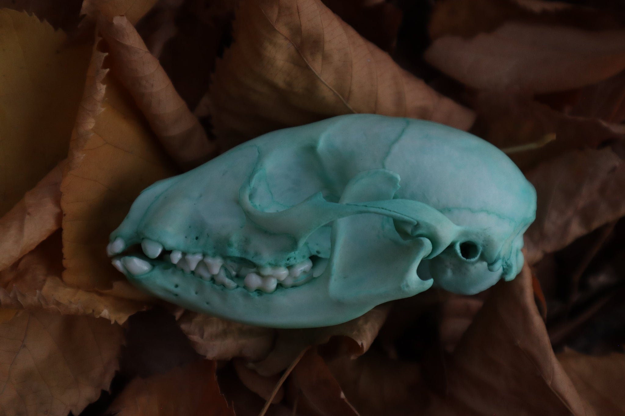 Reserved for Alex - Blue Copper Raccoon Skull