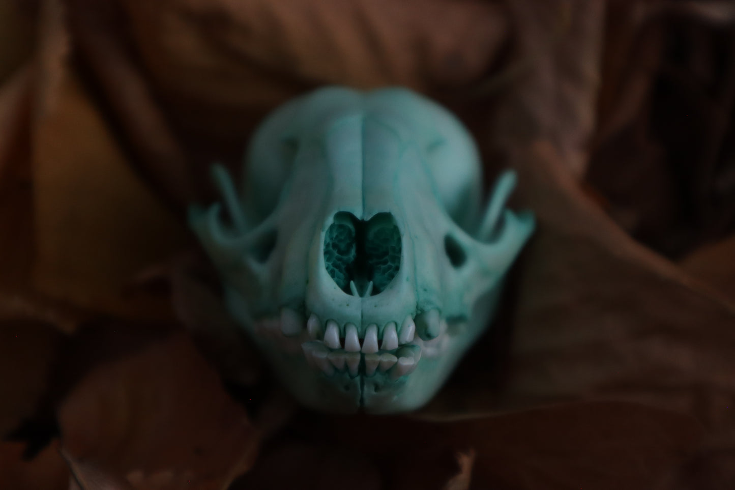 Blue Copper Juvenile Raccoon Skull