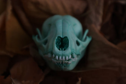 Blue Copper Juvenile Raccoon Skull