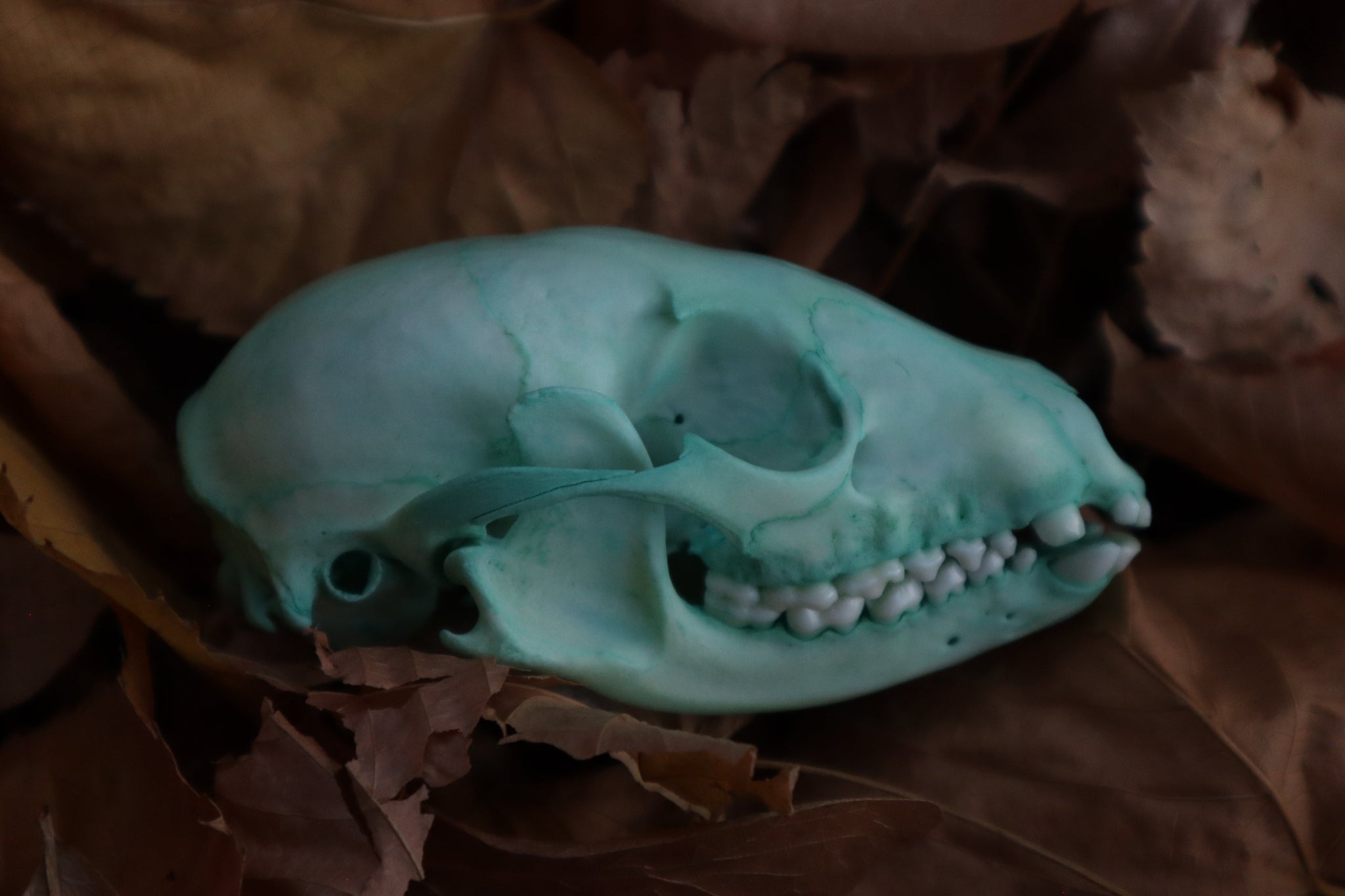 Reserved for Alex - Blue Copper Raccoon Skull