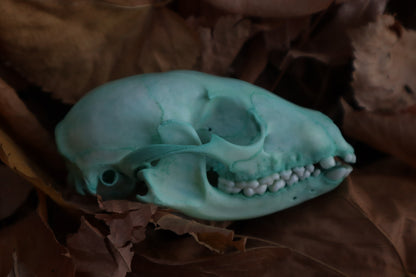 Blue Copper Juvenile Raccoon Skull