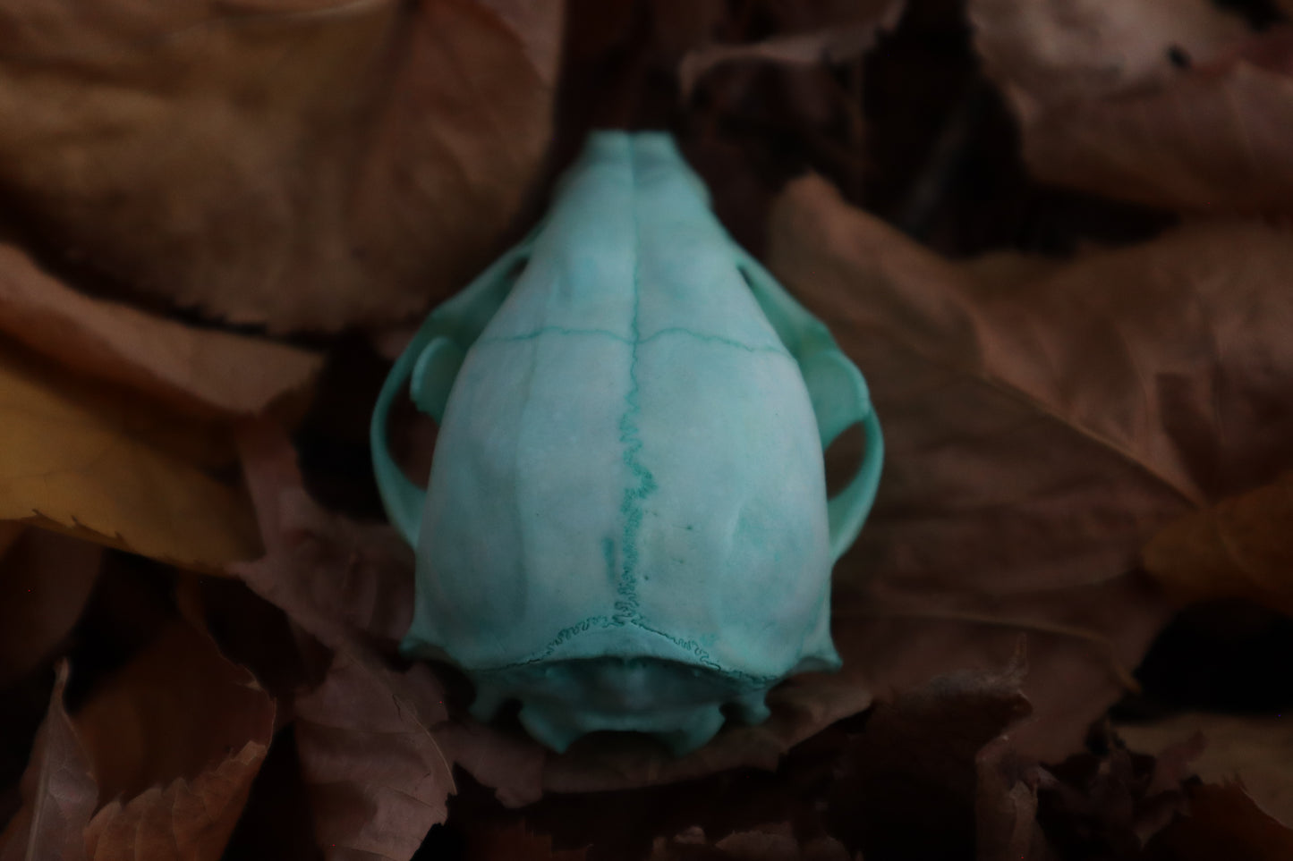 Blue Copper Juvenile Raccoon Skull