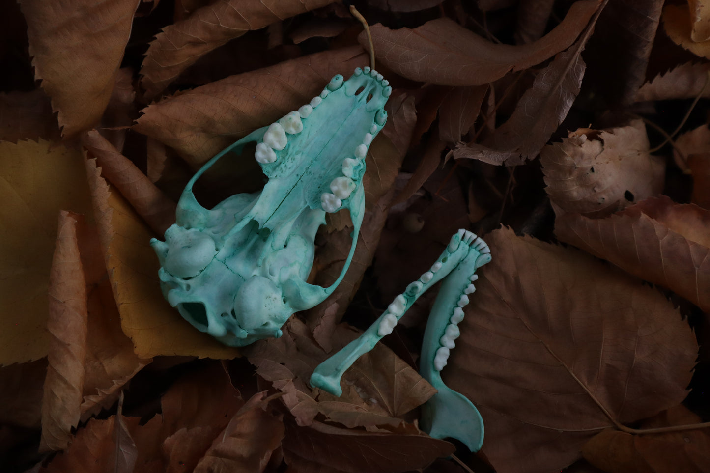 Blue Copper Juvenile Raccoon Skull