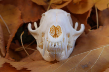 Reserved for Mary -  Red Fox Skull