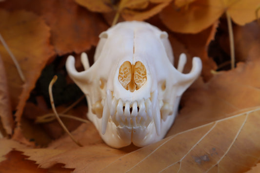 Reserved for Mary -  Red Fox Skull