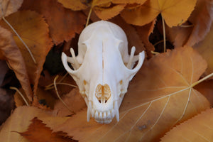 Reserved for Mary -  Red Fox Skull