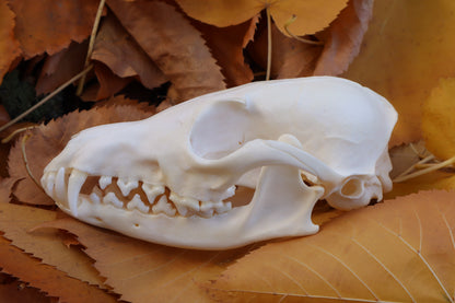 Reserved for Mary -  Red Fox Skull