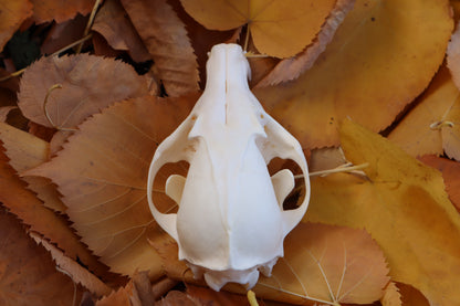 Reserved for Mary -  Red Fox Skull