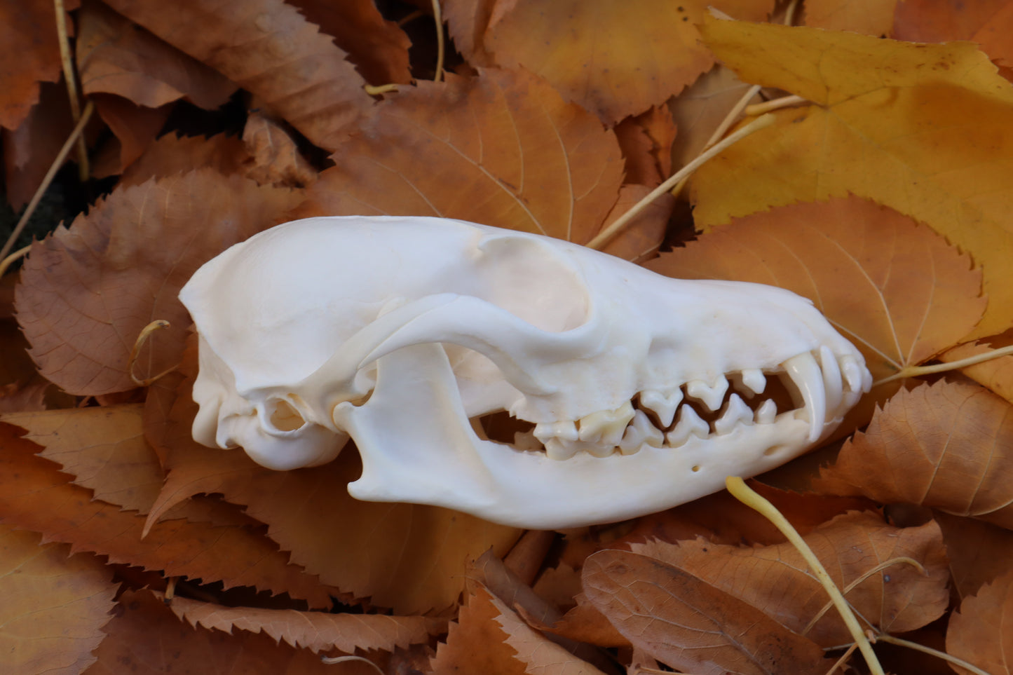 Reserved for Mary -  Red Fox Skull
