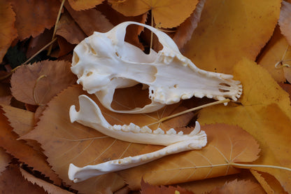 Reserved for Mary -  Red Fox Skull