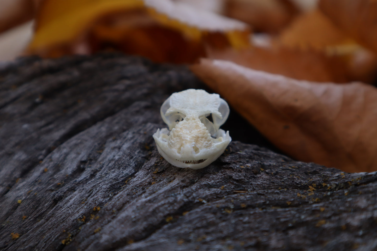 Mediterranean House Gecko Skull