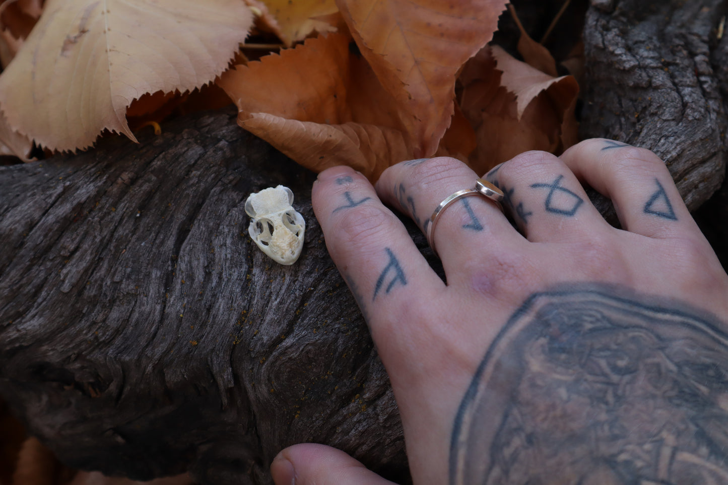 Mediterranean House Gecko Skull