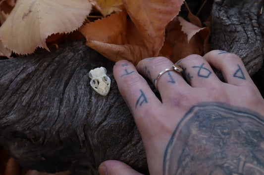 Mediterranean House Gecko Skull