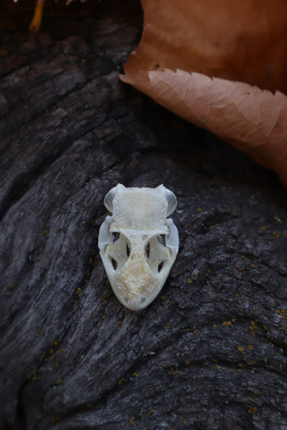 Mediterranean House Gecko Skull