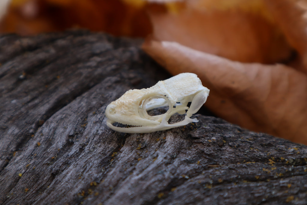 Mediterranean House Gecko Skull