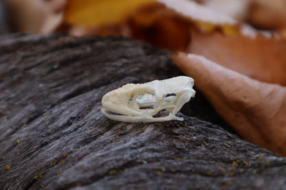 Mediterranean House Gecko Skull