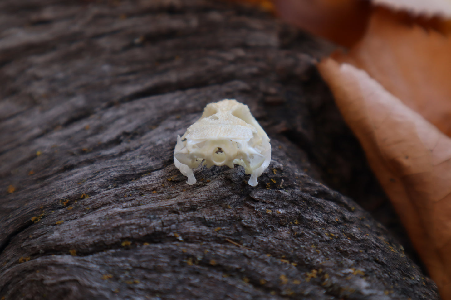 Mediterranean House Gecko Skull