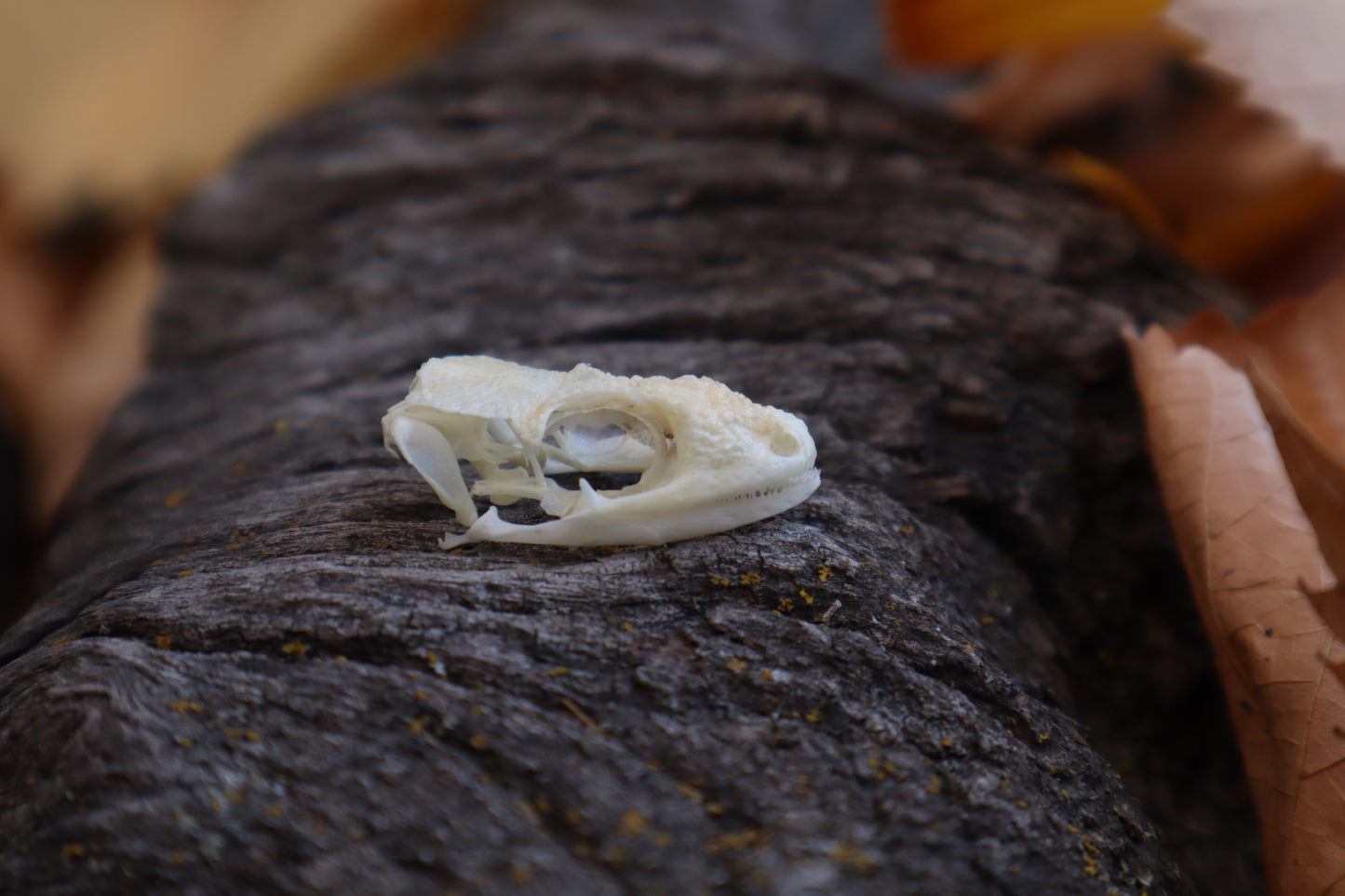 Mediterranean House Gecko Skull