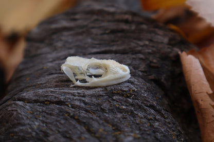 Mediterranean House Gecko Skull