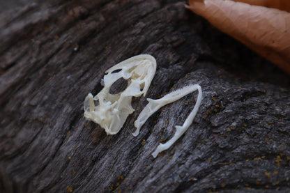 Mediterranean House Gecko Skull