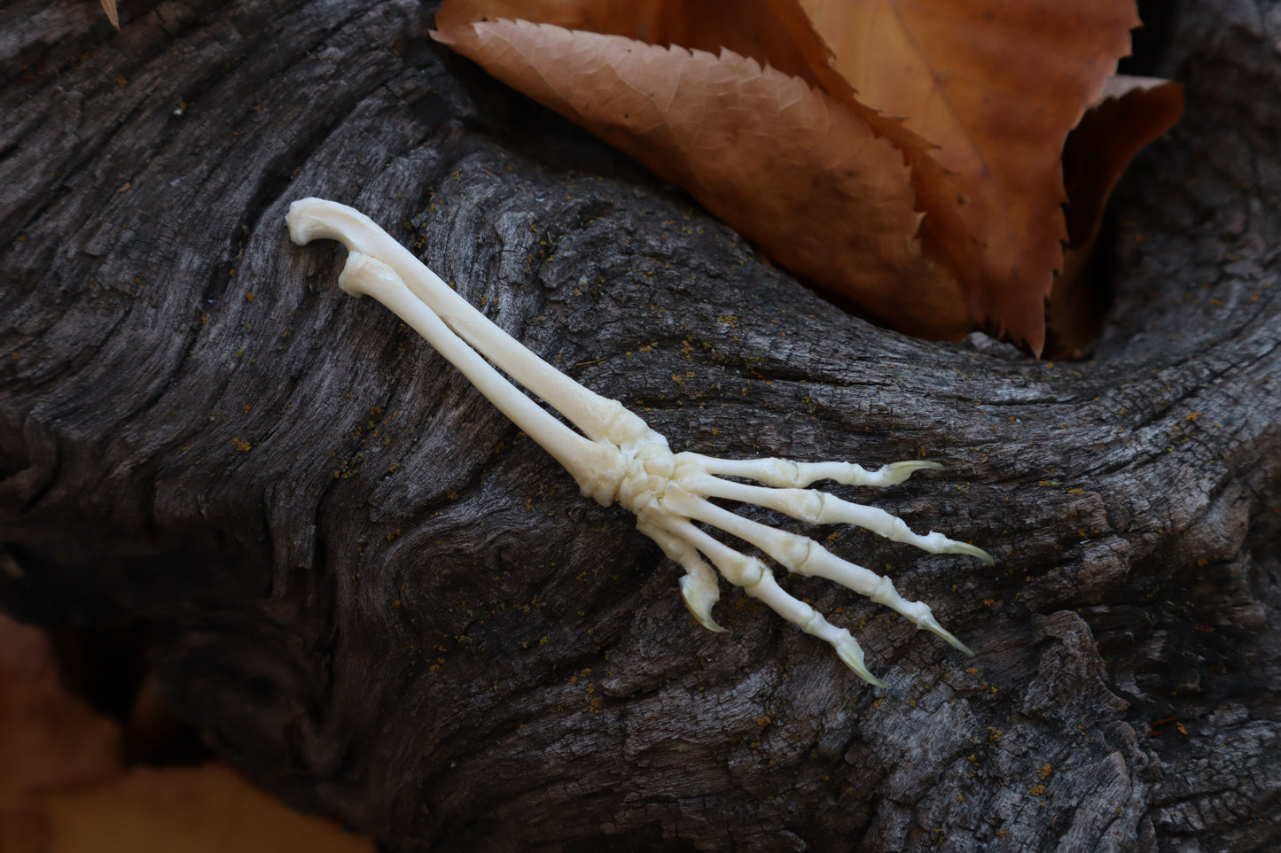 Reserved for Shayne - Kitten Arm Articulation