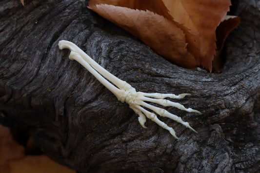 Reserved for Shayne - Kitten Arm Articulation