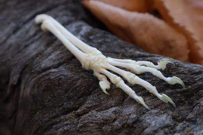 Reserved for Shayne - Kitten Arm Articulation